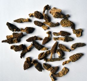 Picture for category Morels with tail - Caps, tails