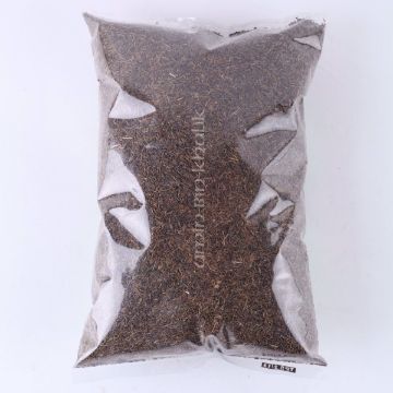 Show details for Black Cumin seeds - Shahi Zeera, 250 gm Picture of Black Cumin seeds - Shahi Zeera, 250 gm